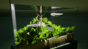 Fish Game screenshot 4