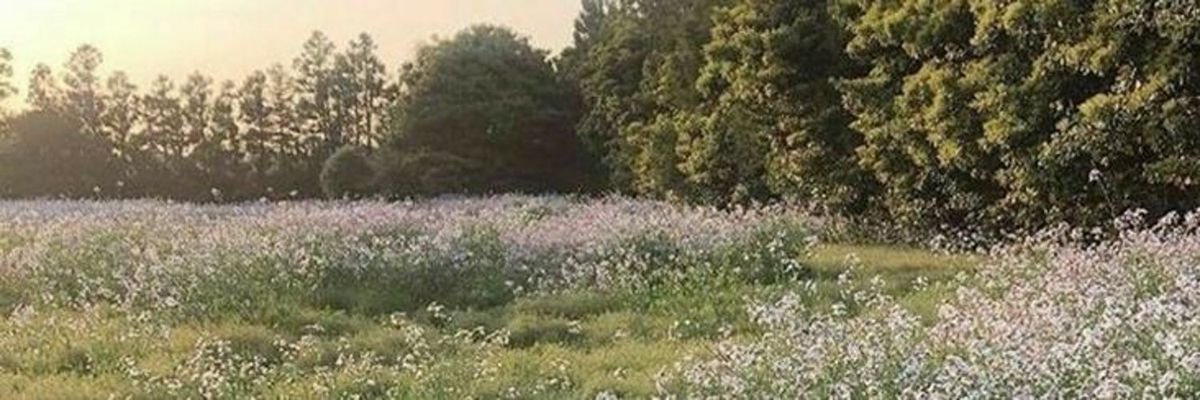 Discovery splash banner for Bri Hive Discord server