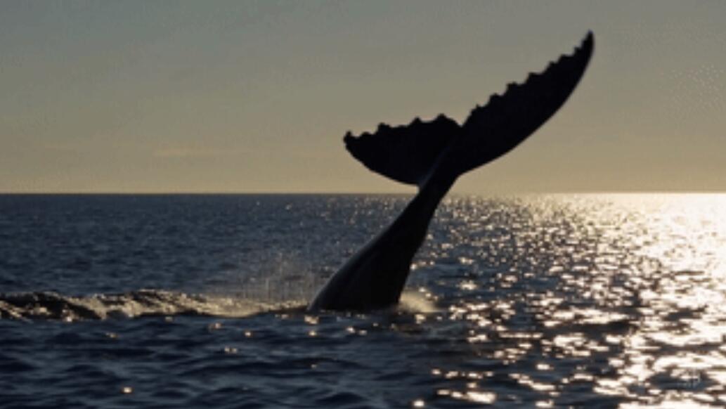 Discovery splash banner for Lil' Whale Trading Inc. Discord server