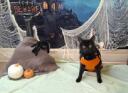 Discovery splash banner for r/blackcats Discord server