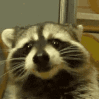 Discovery icon for The Racoon Gang ❦ Discord server