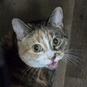 Discovery icon for Shadows Gaming Community Discord server