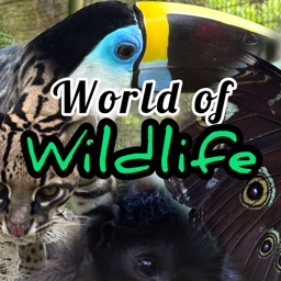 Discovery icon for World of Wildlife ๐ฒ Discord server